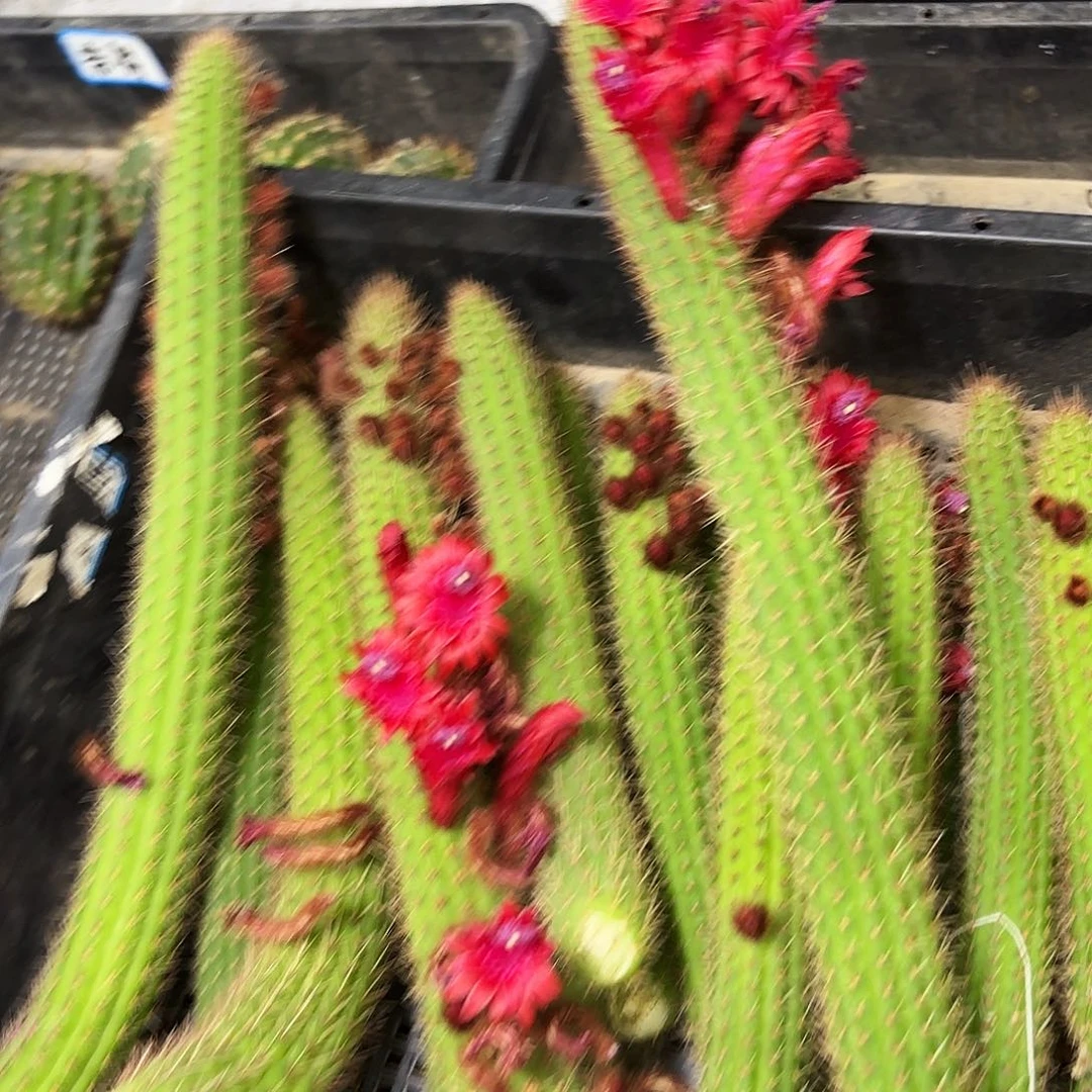 彩舞住金妞侧牙20包邮仙人球39