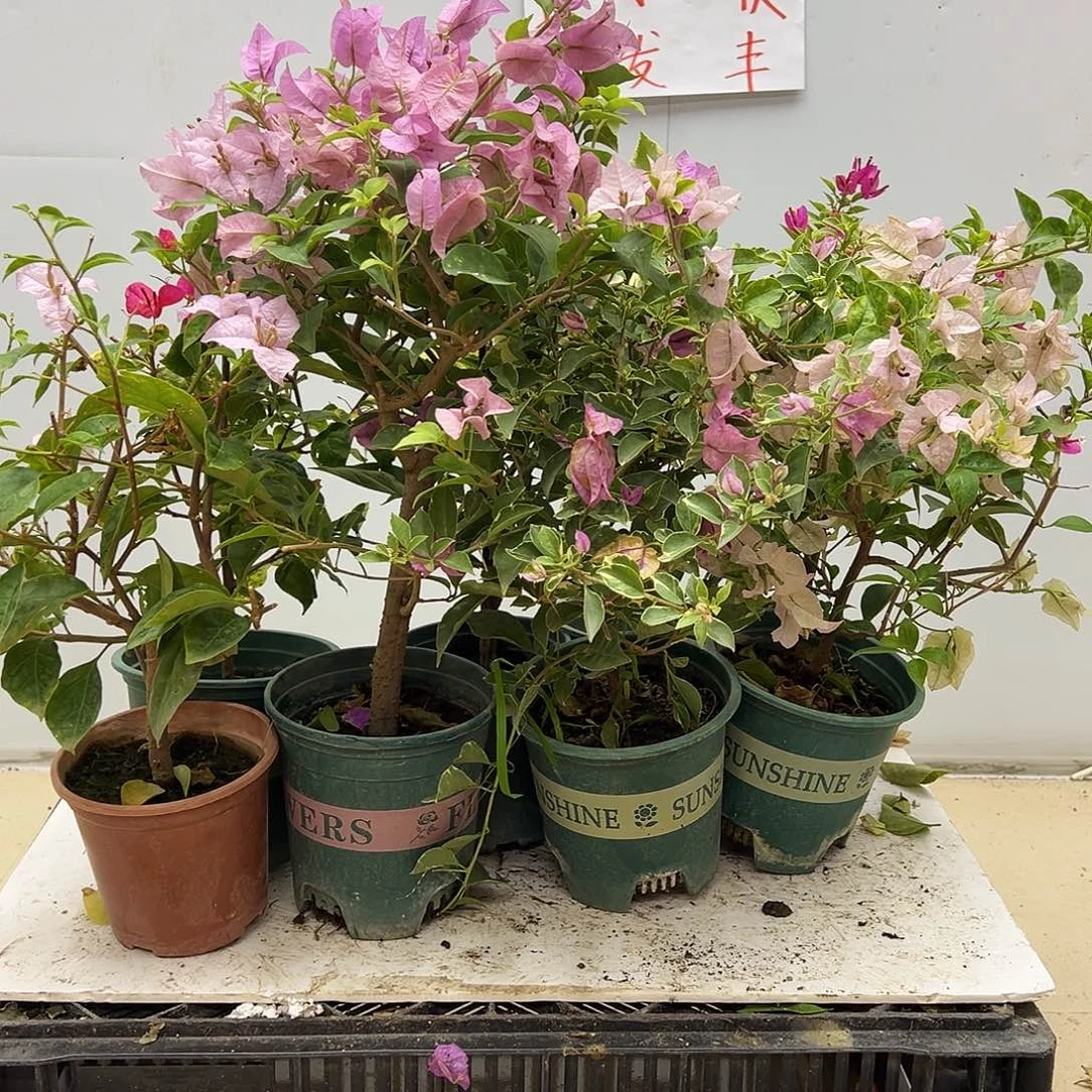大部分花苞少量开放随机掌中宝一颗
