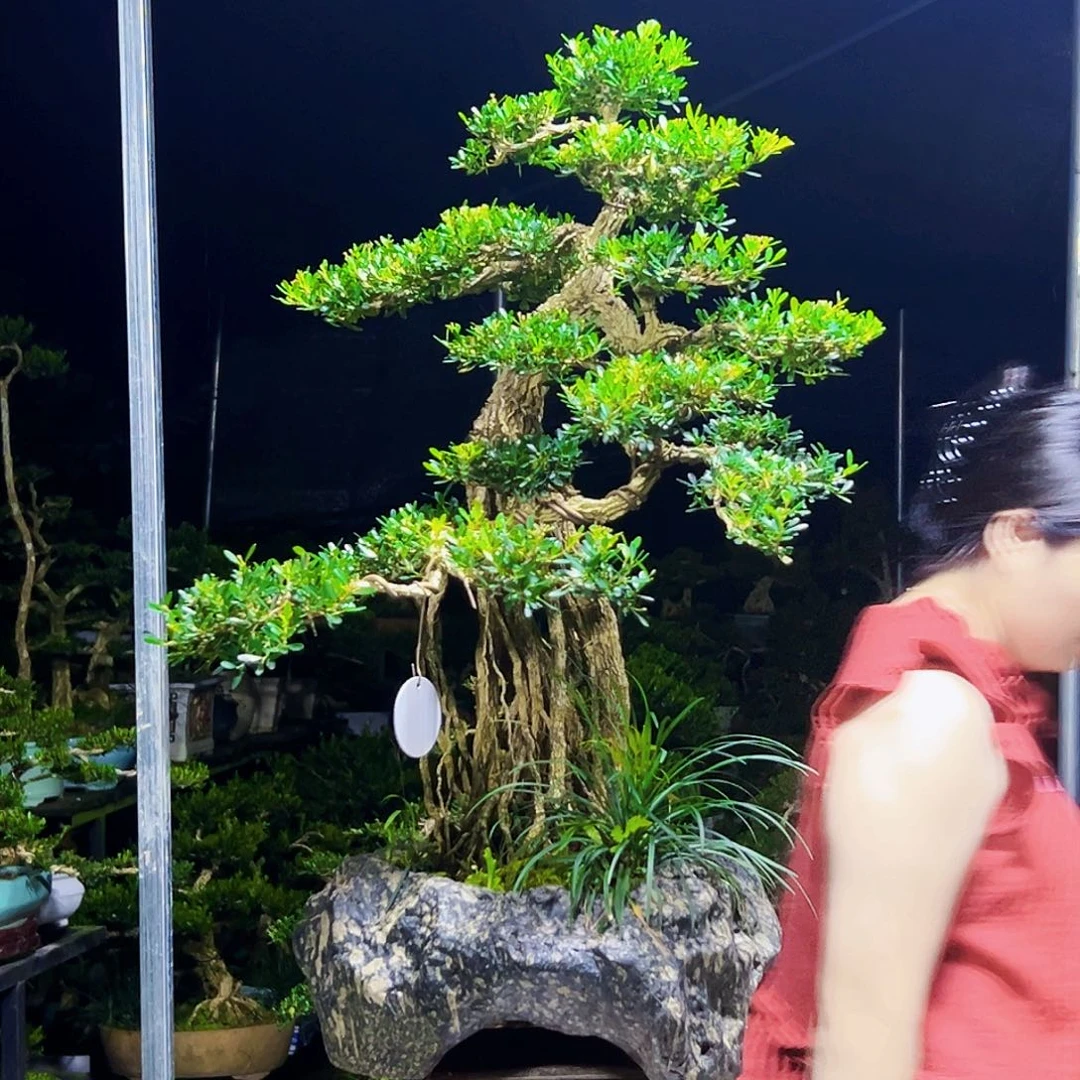 无花朵黄杨木