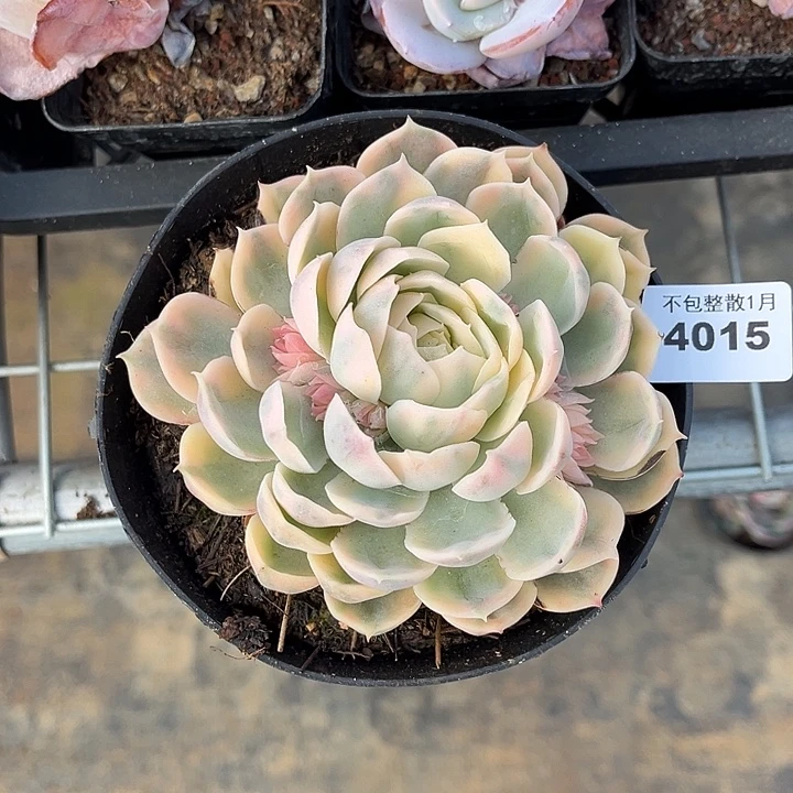 阿雅园艺。    4015昂斯诺锦