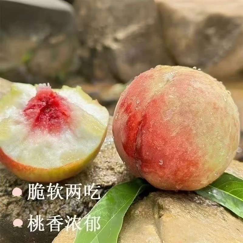 古田官洲白凤水蜜桃新鲜脆甜多汁当季现摘应季水果