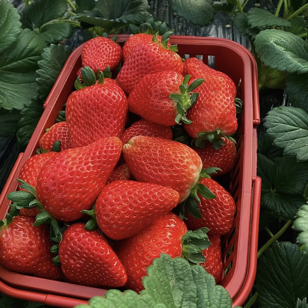 精品奶油草莓3斤装