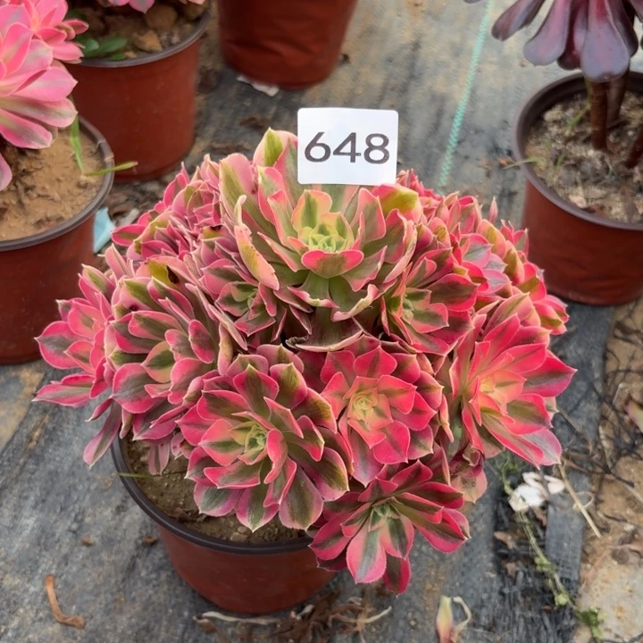 粉女巫多肉植物不包损648