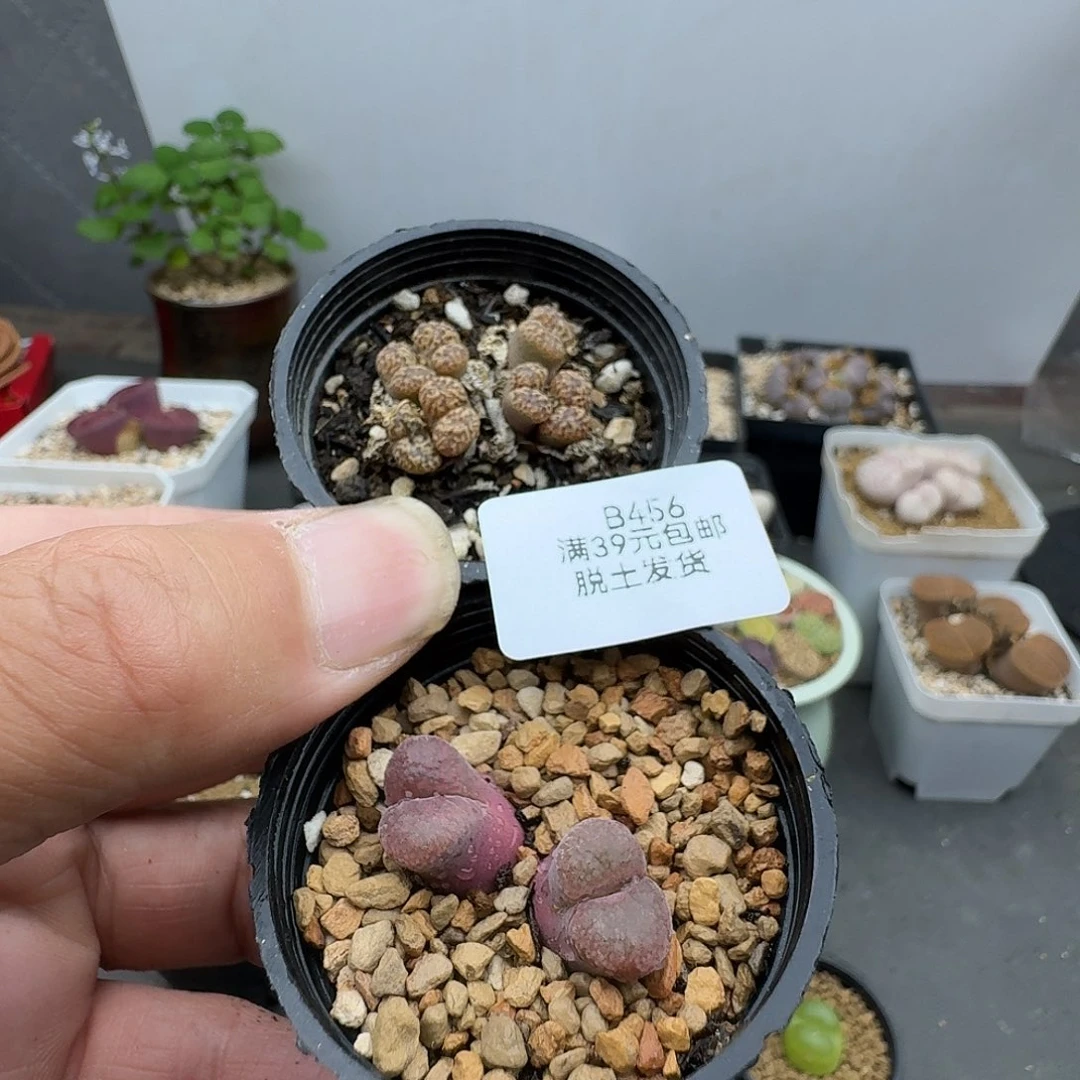 456哈哈哈哈哈哈哈哈哈哈