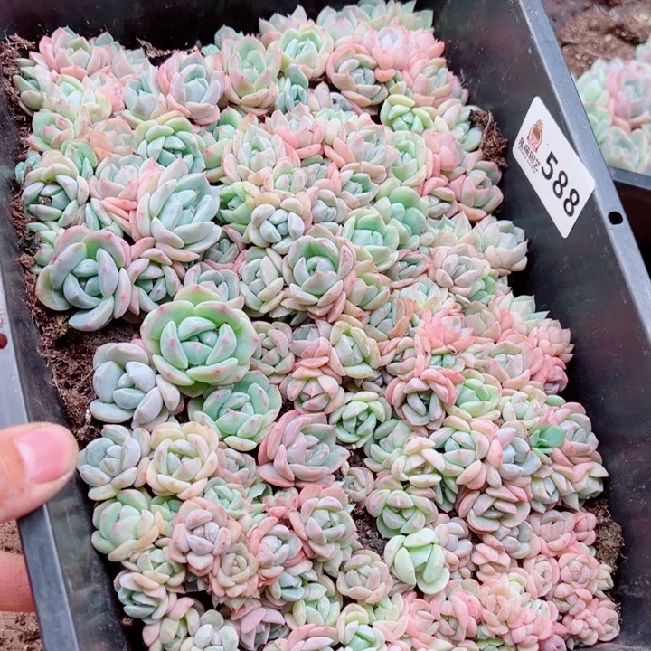 智***夏多肉植物多肉植物