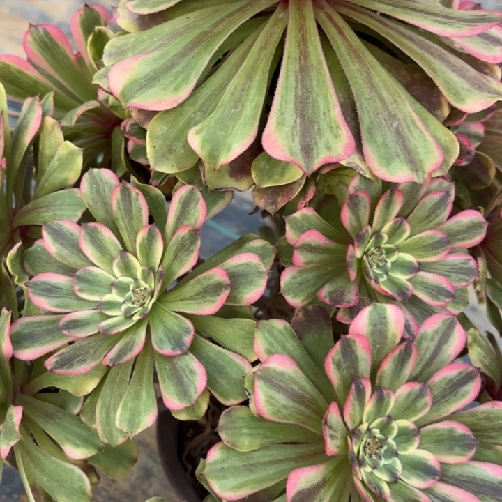 沙皇多肉断枝不包44