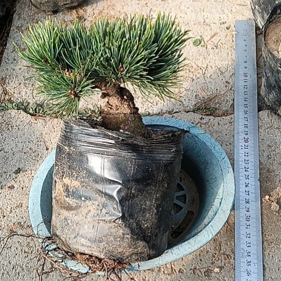 贵品大板松那须娘微型