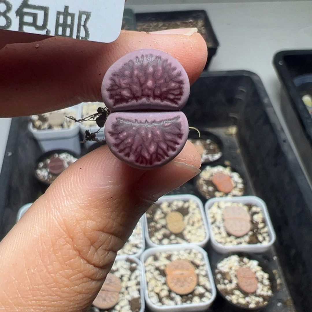 【闪购商品】150……