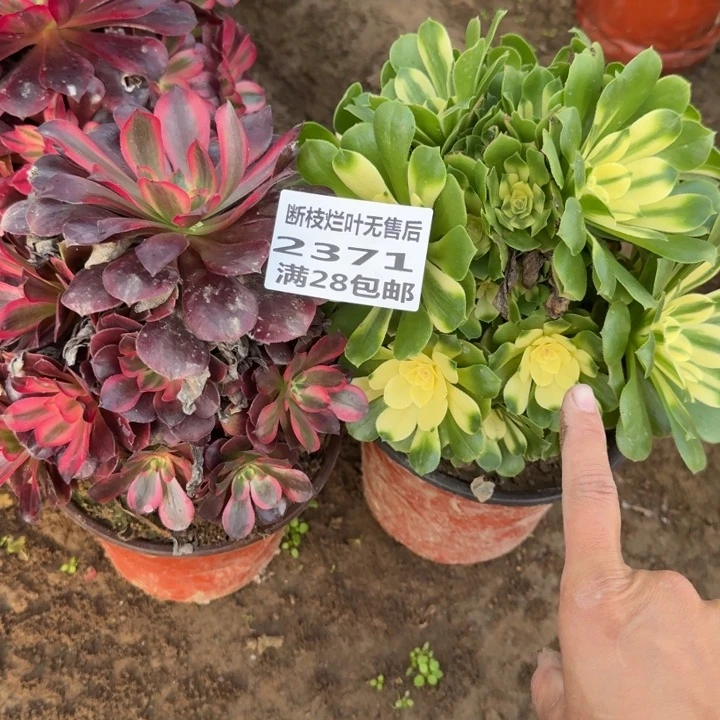 2371二号棚两个组合