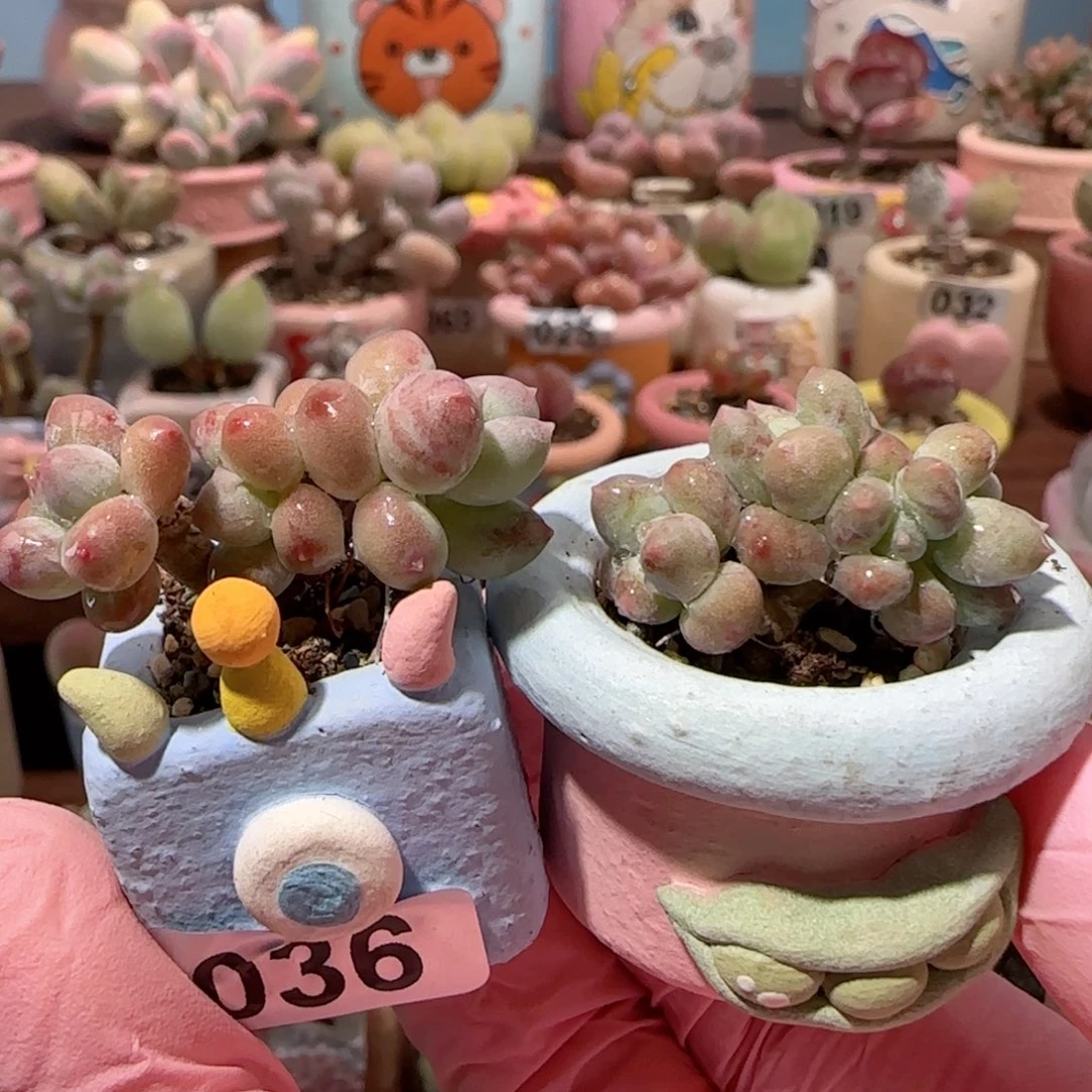 富***子小彩虹奶 盆口2cm