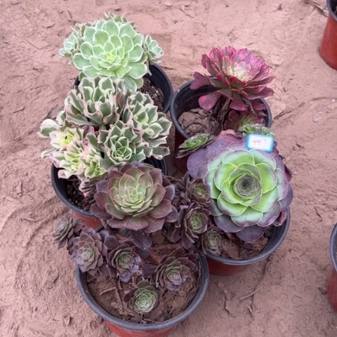 497多肉植物组合，