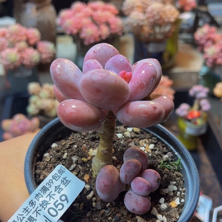 059 彩虹奶6 厘米