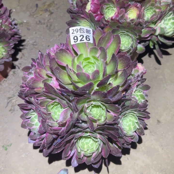 海王……多肉植物的