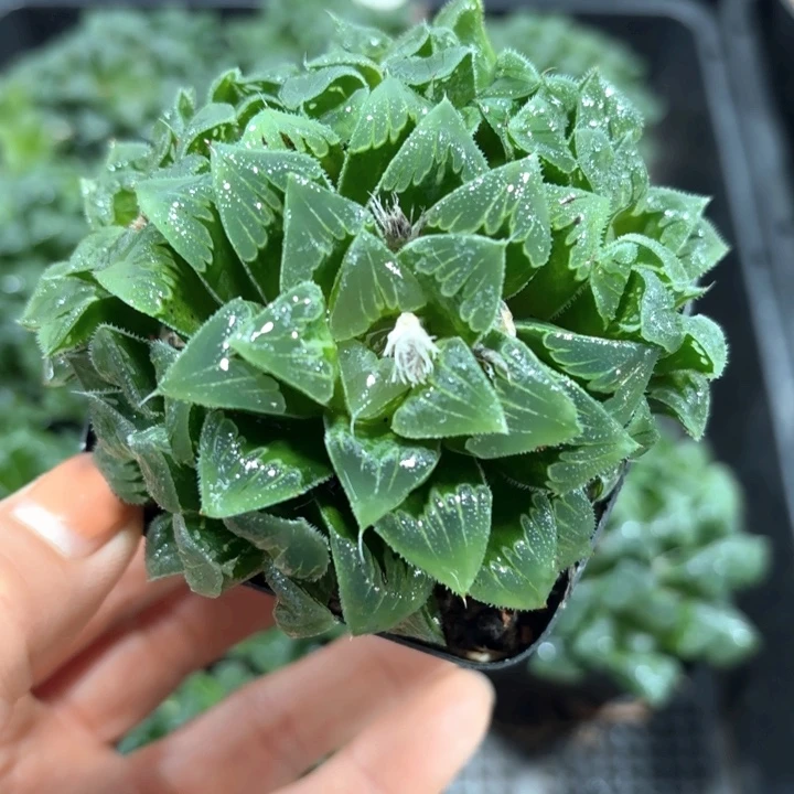 芷寿群生多肉植物