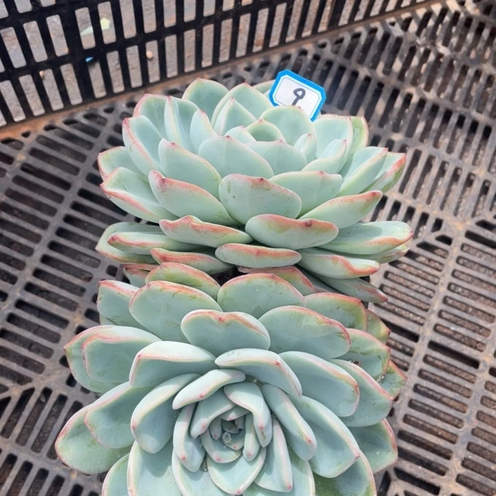 9泡芙一物一拍多肉