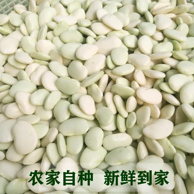新鲜白芸豆洋扁豆当天采摘白豆农家自种剥壳真空白玉豆白扁豆
