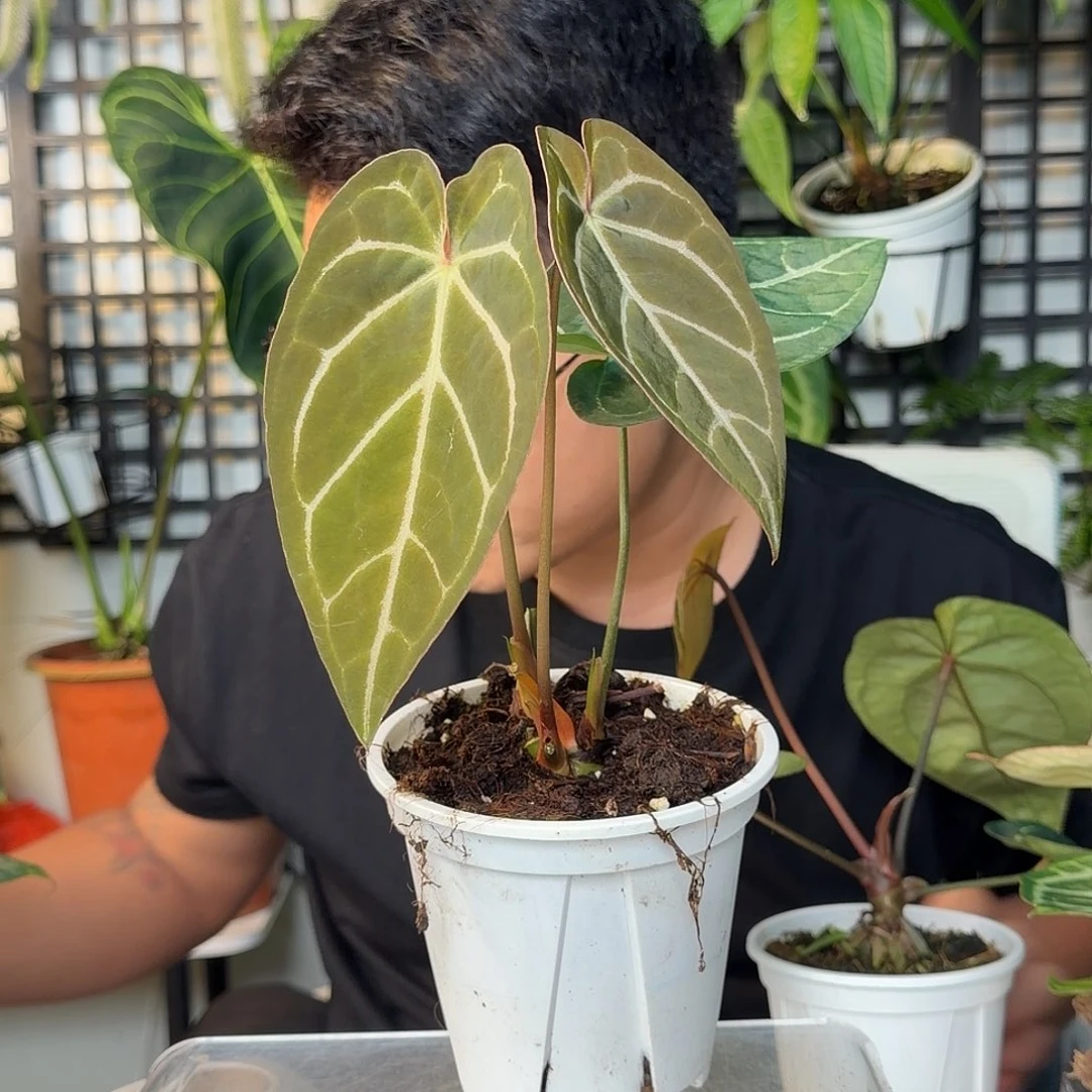 大***毓完全开放一物一拍D163