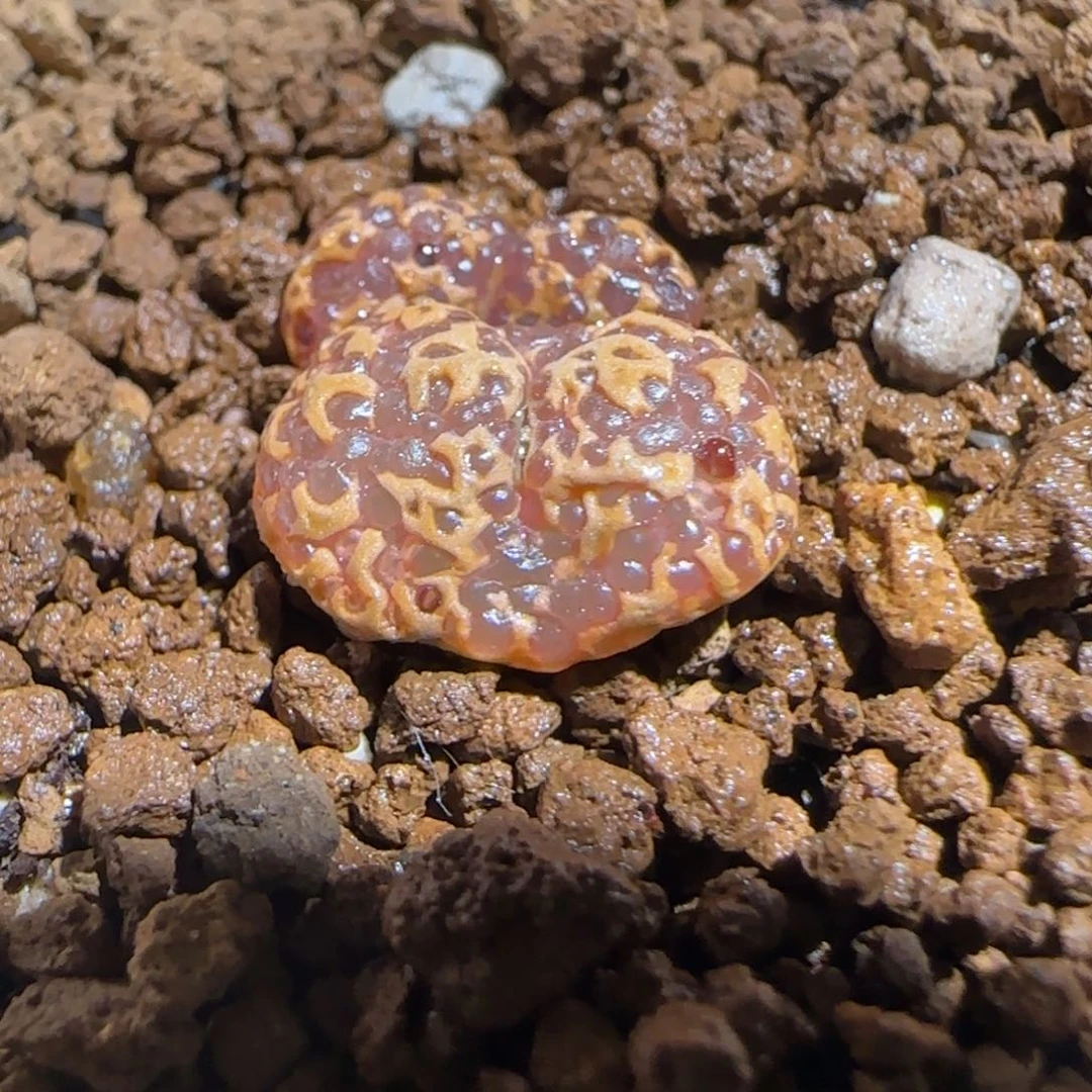 肉锥多肉植物组合-超级泡泡勋有疤133