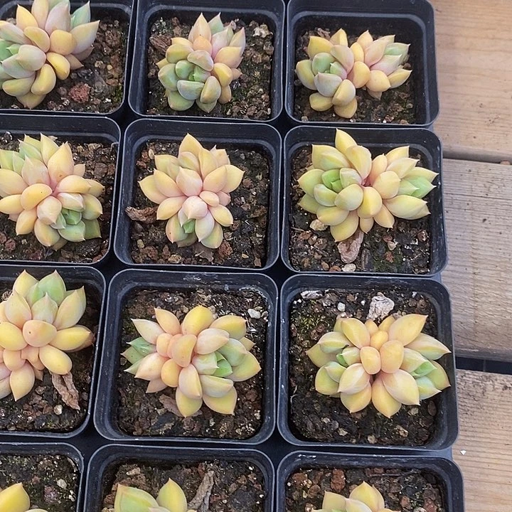 黄金象牙福利多多