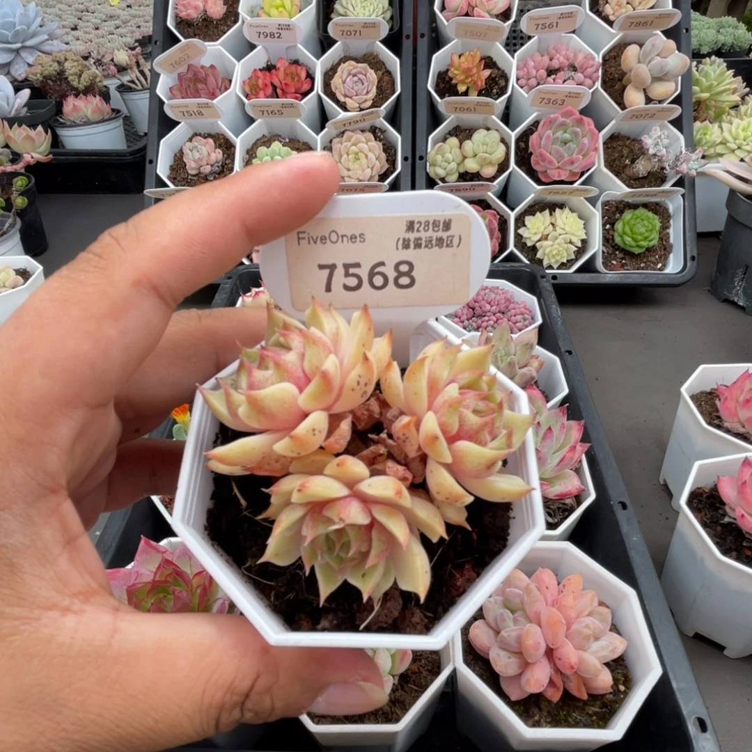 7568苯巴蒂斯4.5厘米