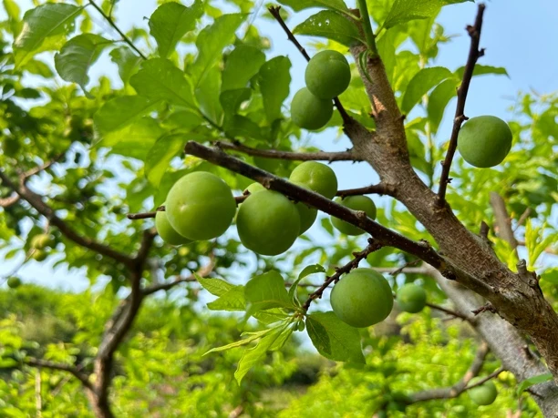 三月李，酸脆爽口