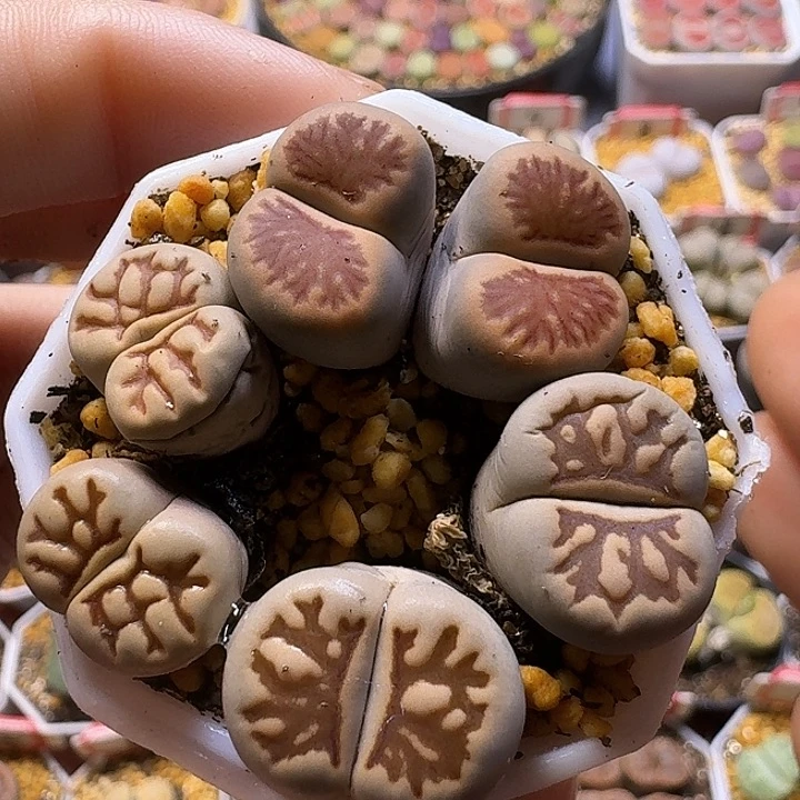 生石花111112。  287