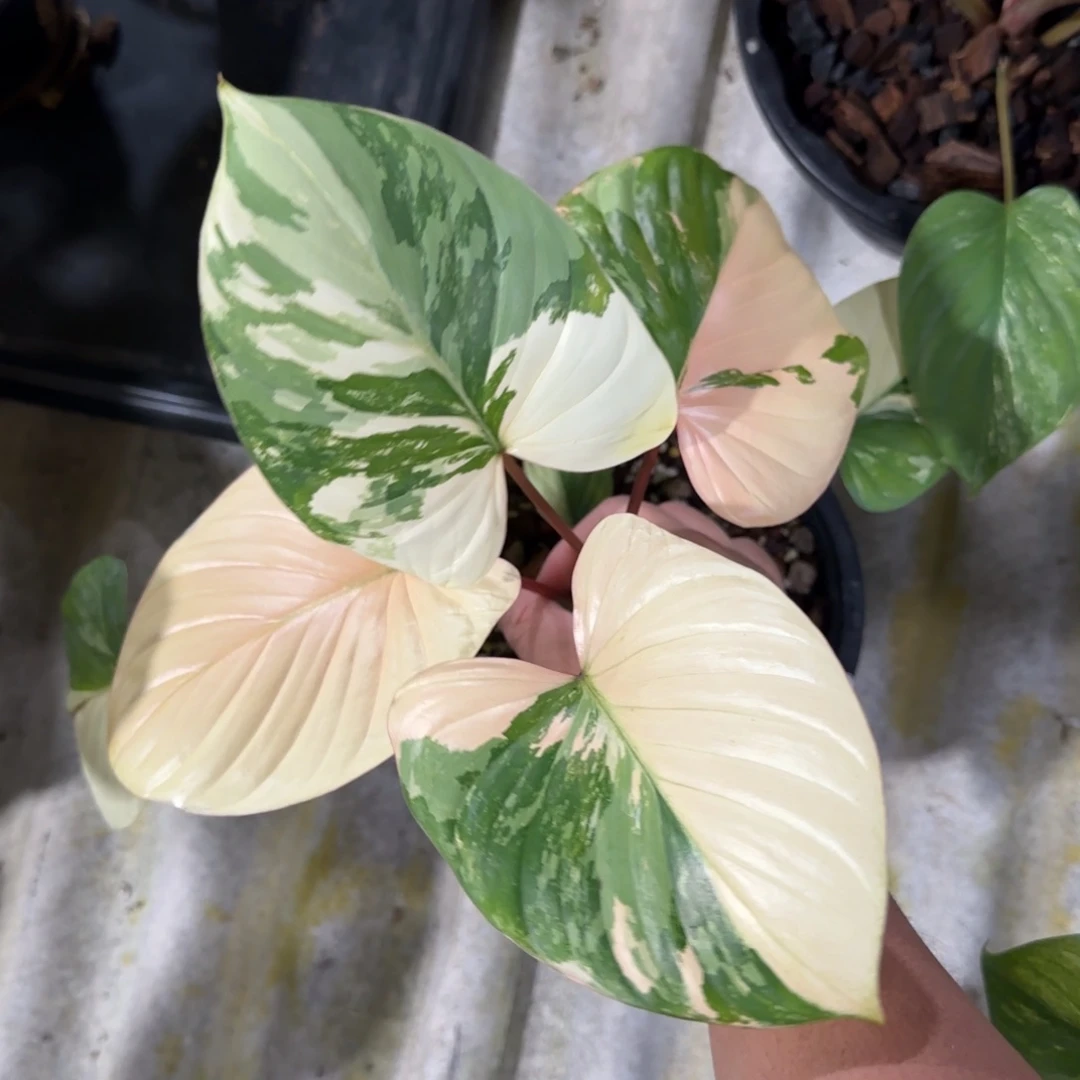 4-1217泰国发货粉锦