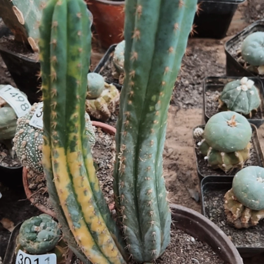 【闪购商品】3014多闻柱锦