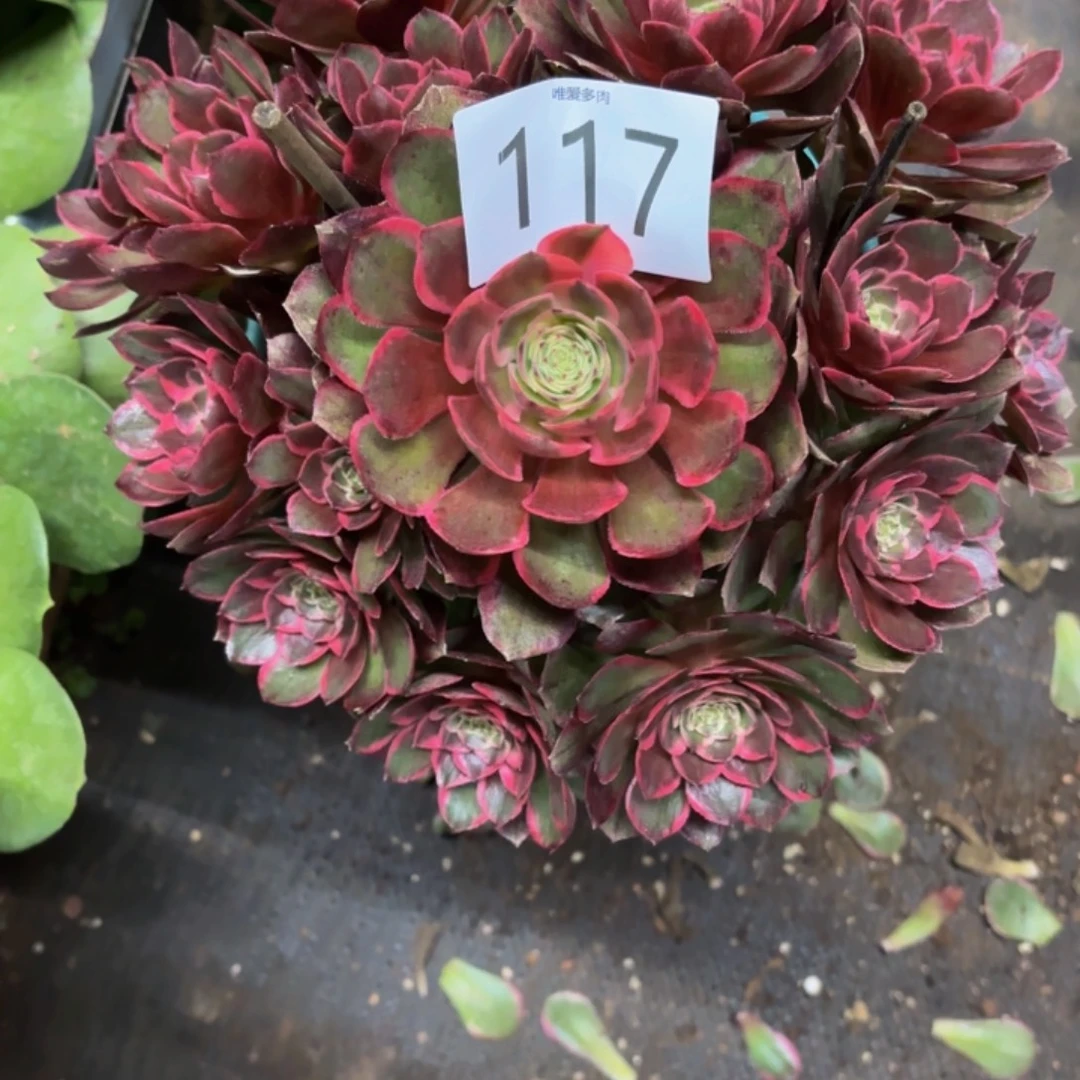 哈哈多肉葡萄福利117