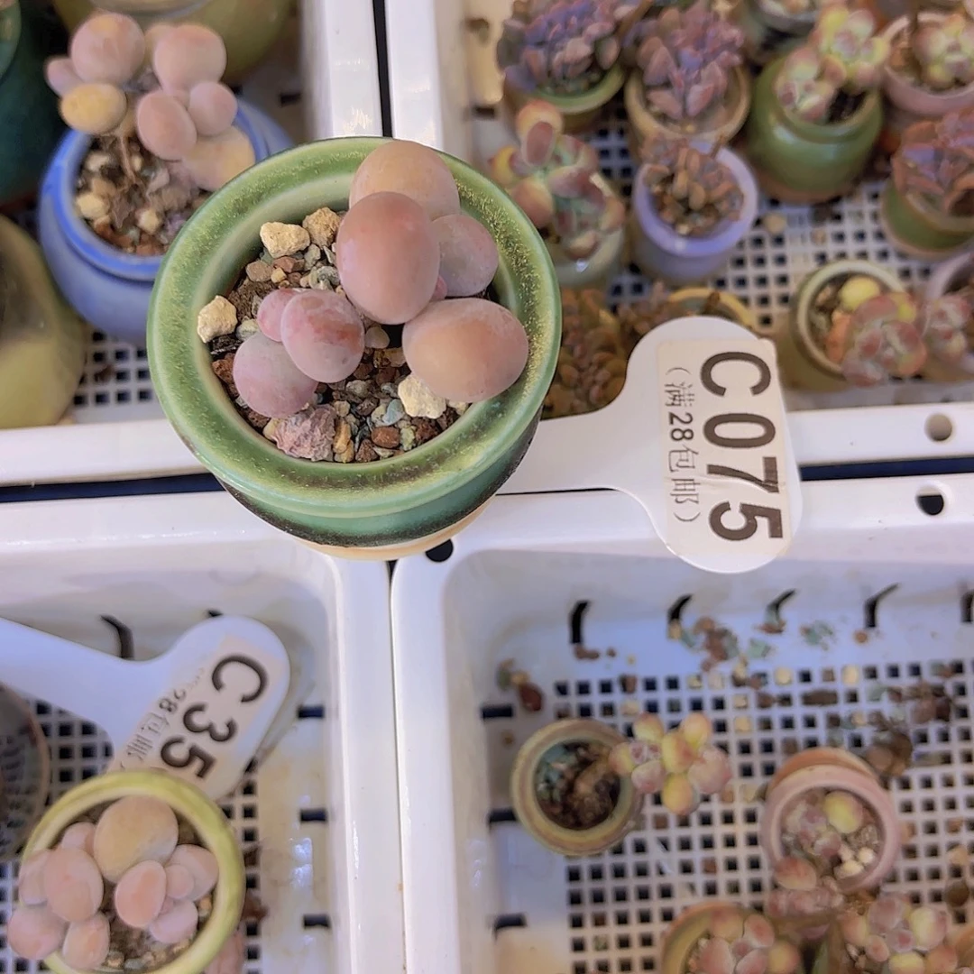 C075奶酪一物一拍