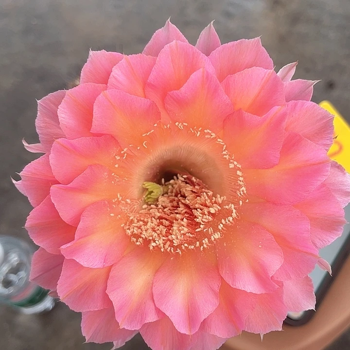 32号摘花脱土发货