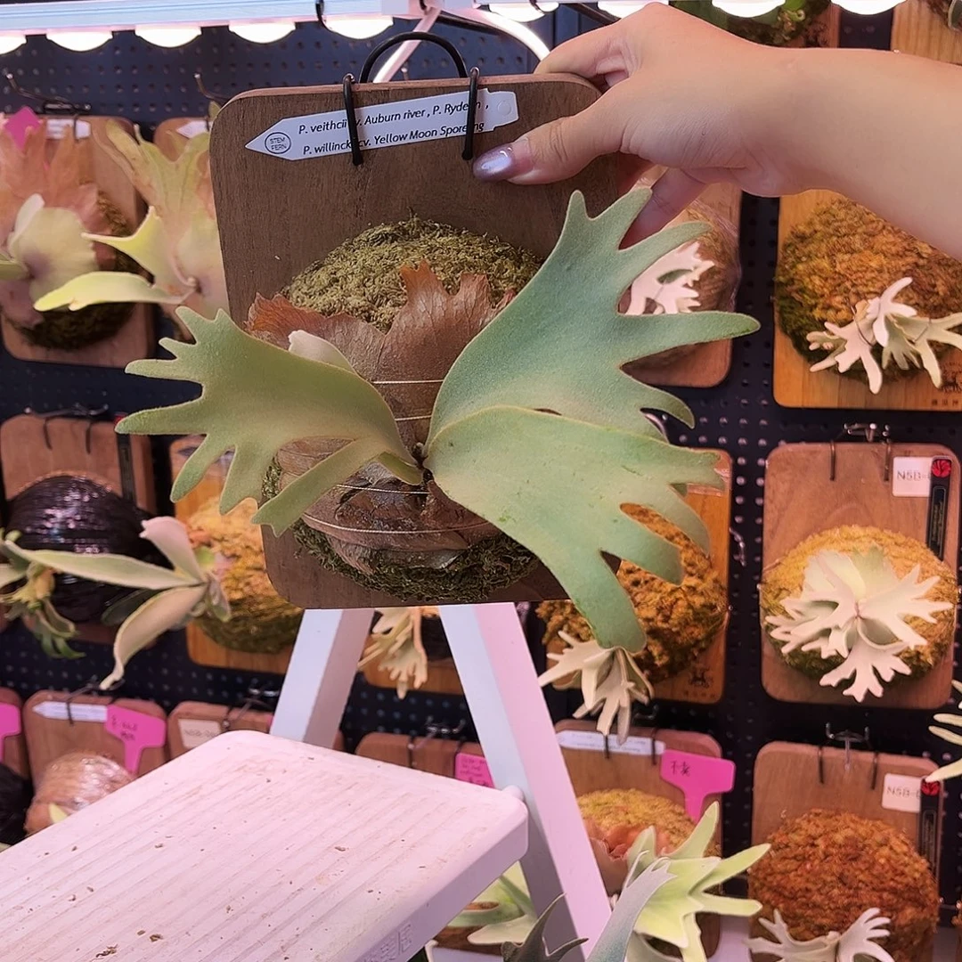 不开花植物sf ar 雷电 黄月