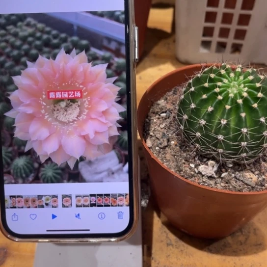 露露粉黛隹人6公分左右带根炸福利价