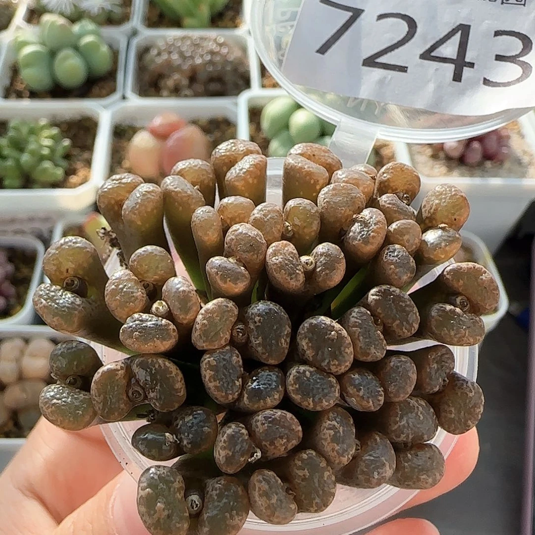 7243 大白多肉植物园