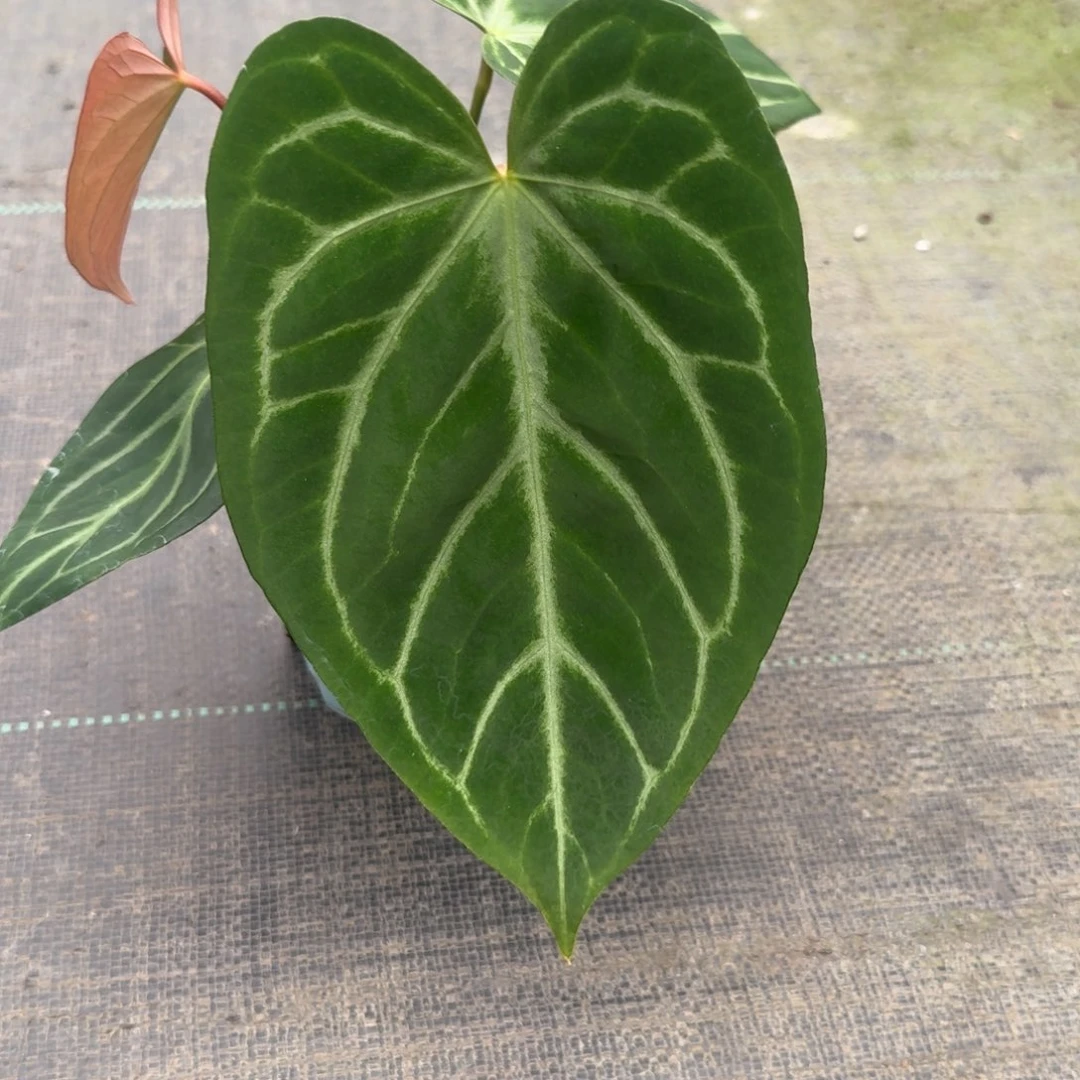 不开花植物印尼蝶叶银杂