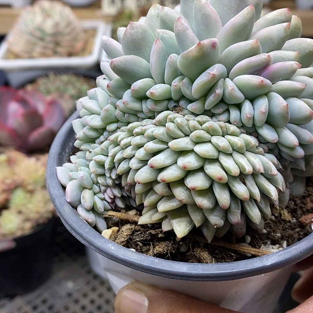 1925 橙梦露锦缀 需延时发货