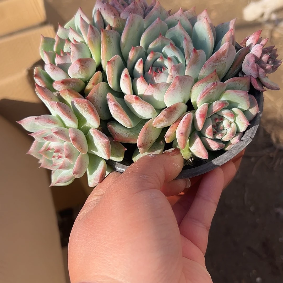 多肉植物灵境手捧