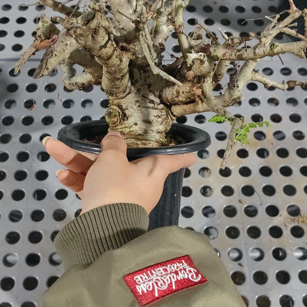 尼勒达乳香熟桩可寄养