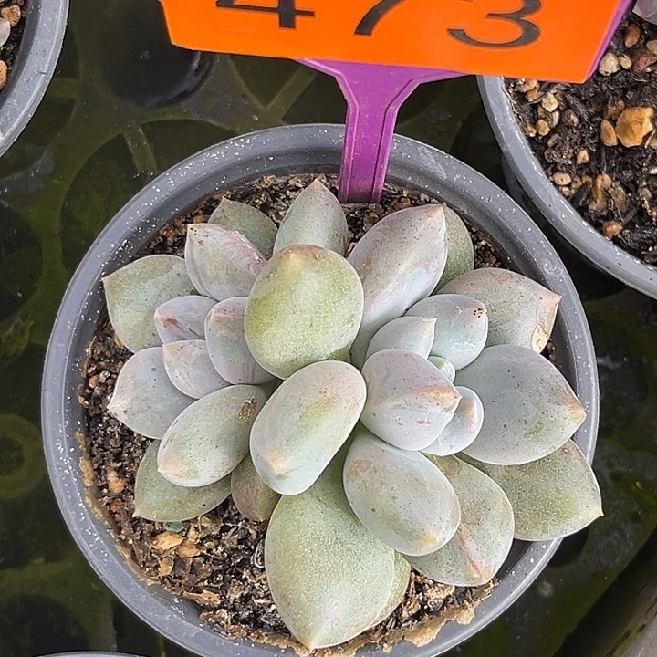 多肉植物胖体哥特473