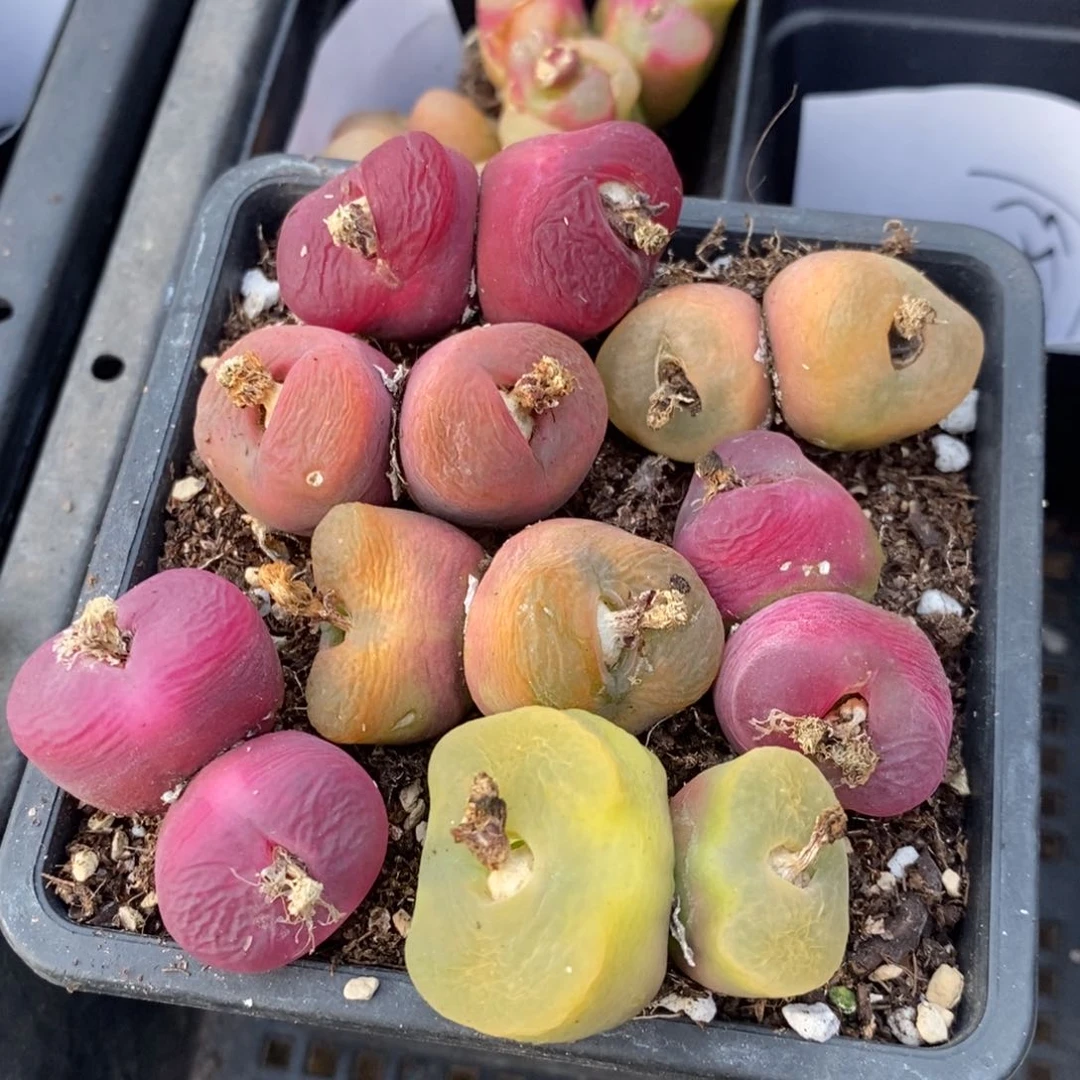 8131一组一组一组