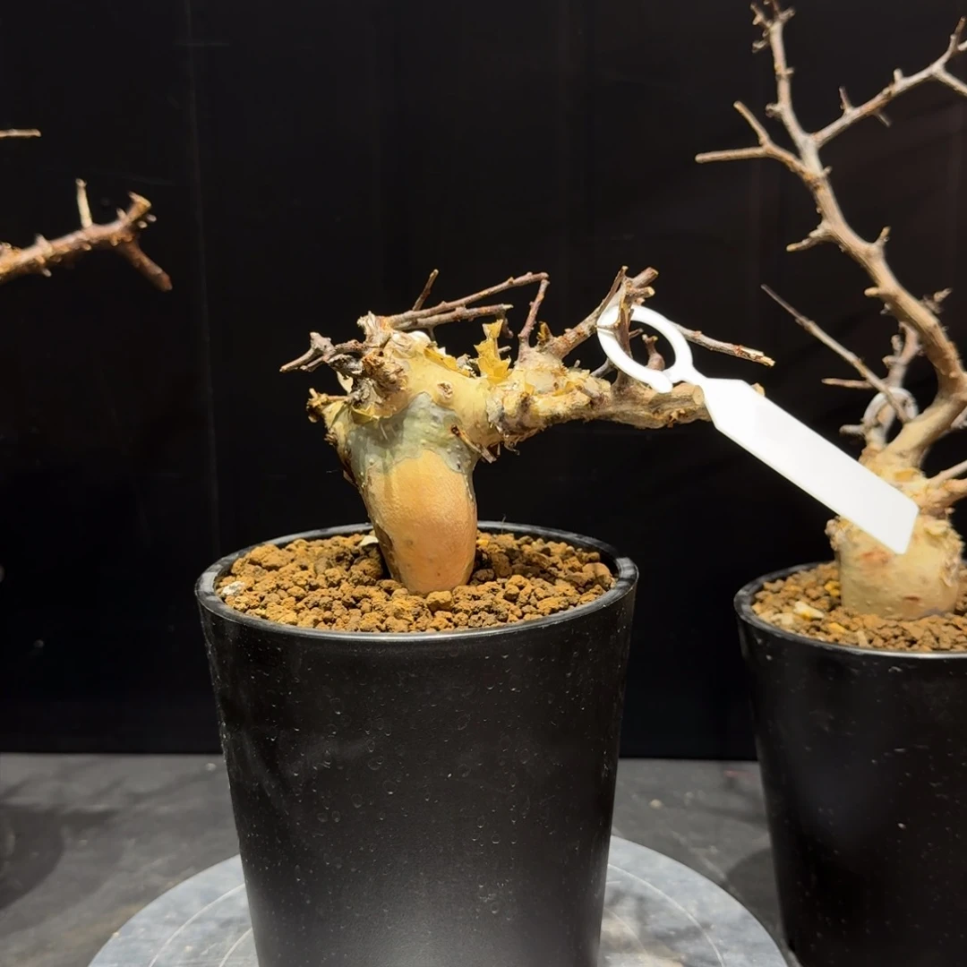 马萨比特免费寄养2️⃣