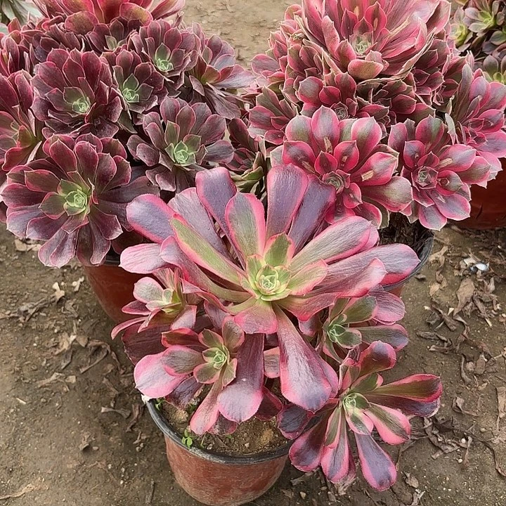 w***-多肉植物法师3颗54