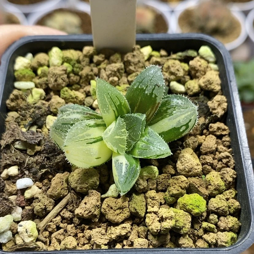 【闪购商品】148白砂糖锦