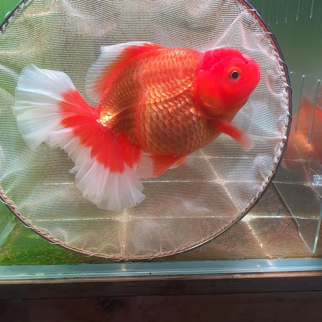 金鱼百褶泰狮压成20