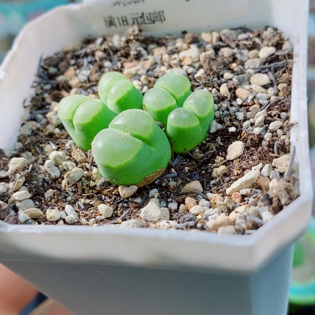 生石花花花花花花花486