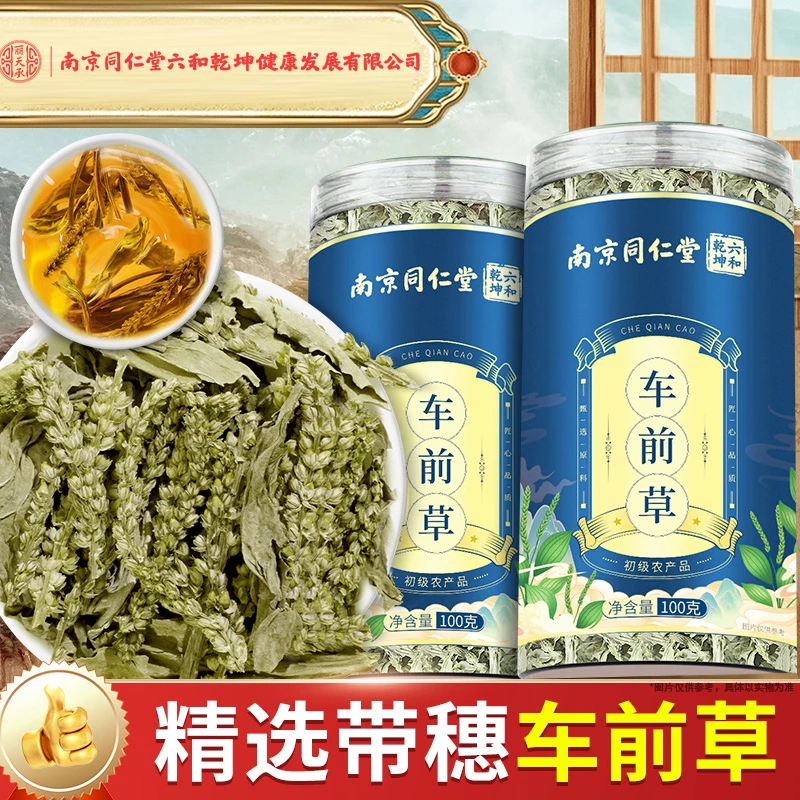 南京同仁堂车前草精选干净新货车前草泡水新鲜丽天承车前草