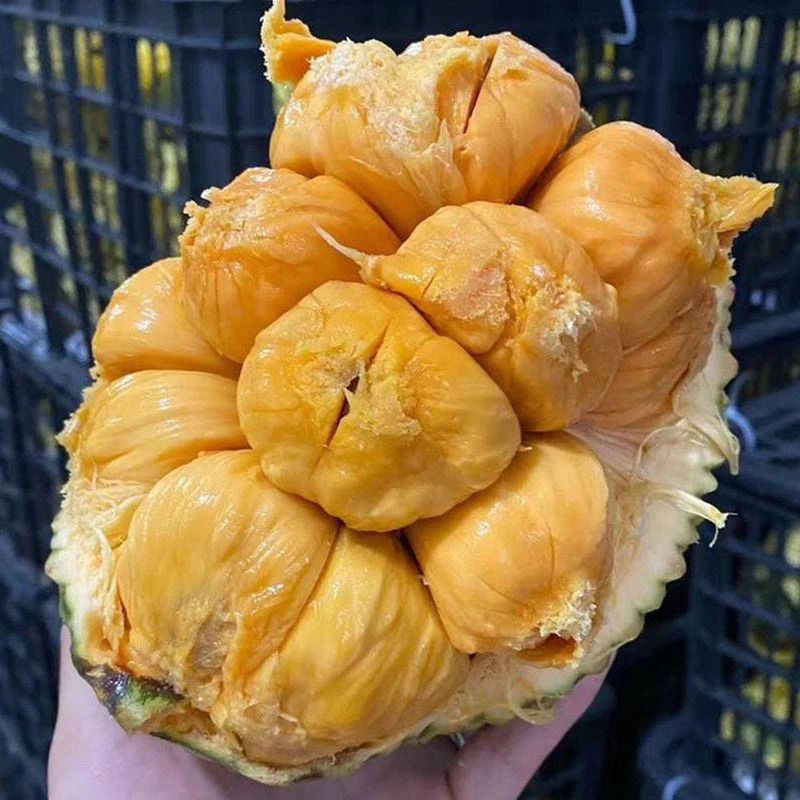 熟果】顺丰海南榴莲蜜整个10斤新鲜热带水果软糯湿苞小菠萝蜜巴掌