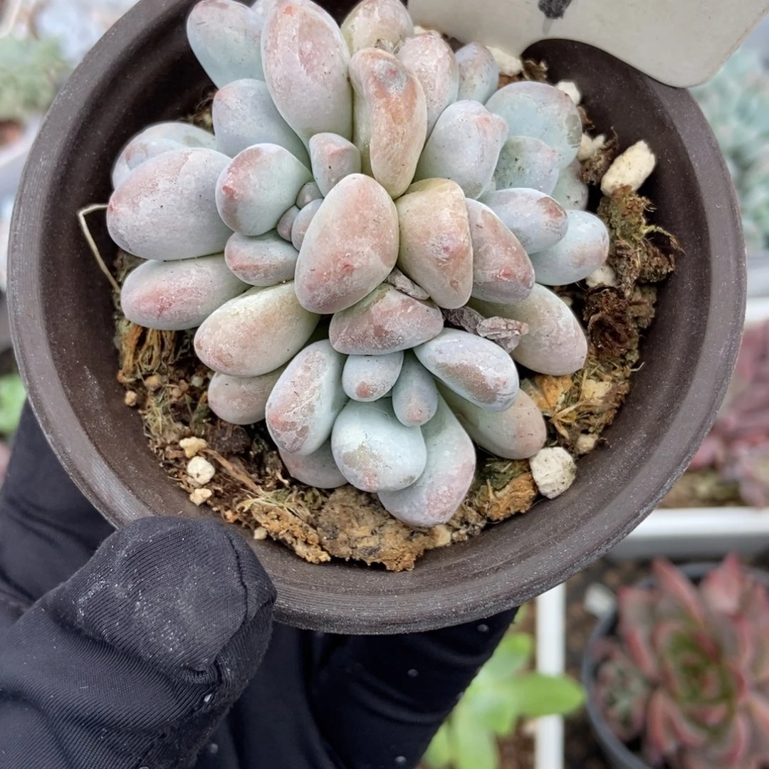 1991香水多肉植物多肉