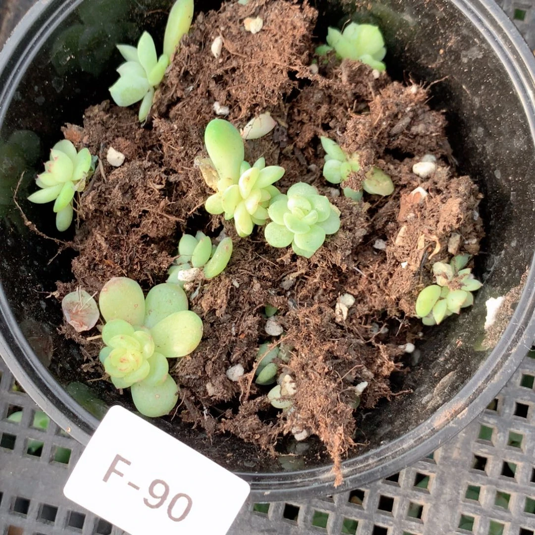 小***哼无花朵F90英语英语