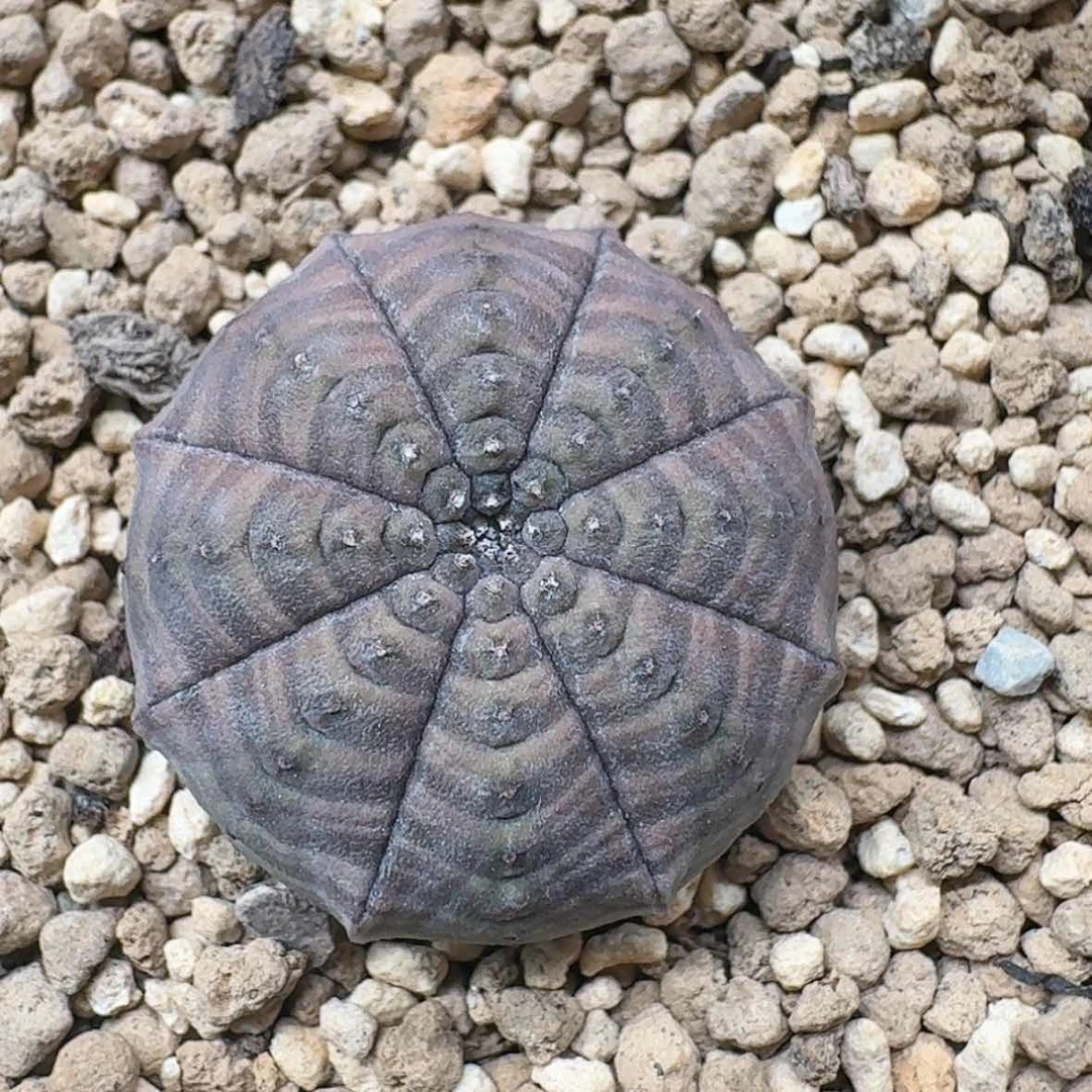 【闪购商品】27哈哈哈哈哈哈哈